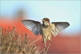 <p>VRABEC DOMÁCÍ (Passer domesticus)</p>